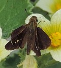 Zeller's Skipper - Borbo borbonica © Teresa Farino